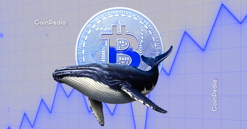 Are Bitcoin Whales Buying the Dip? On-Chain Data Reveals Their Next Move